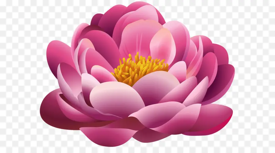 Flor Rosa，Florescer PNG