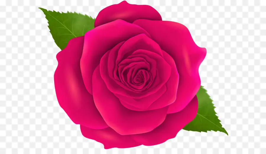 Azul Rosa，Rosa PNG