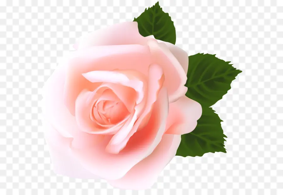 Centifolia Rosas，Flores PNG