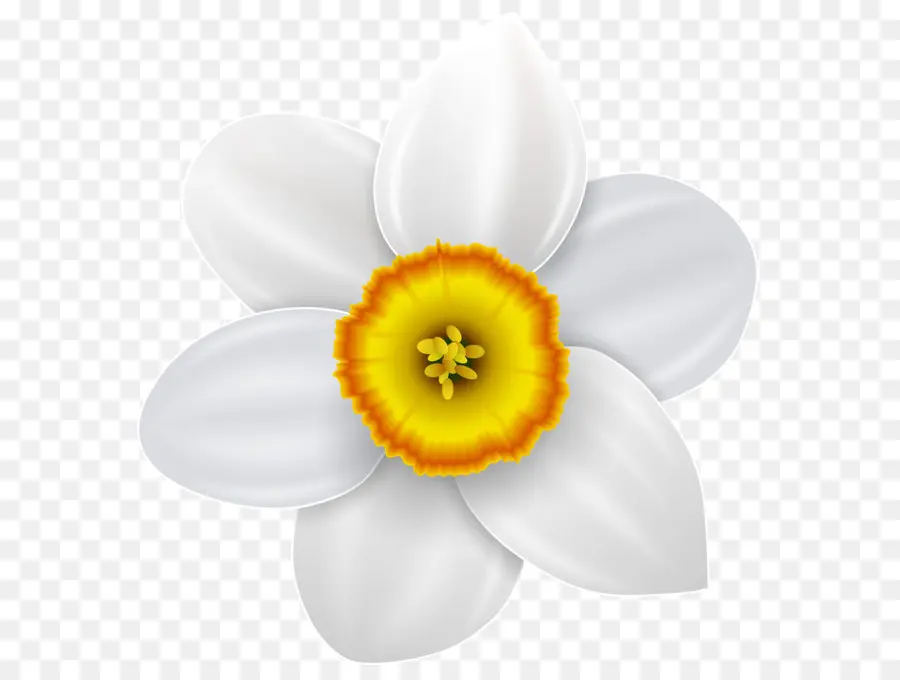 Narcissus，Desenho PNG