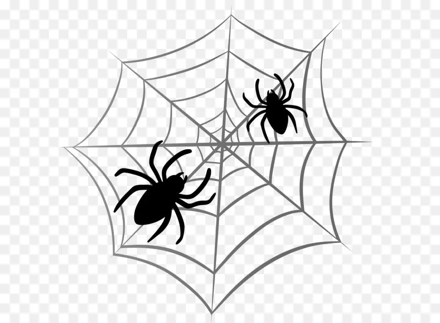 Aranha，Spider Web PNG