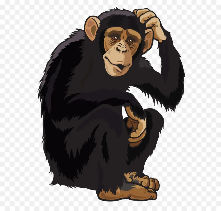 Chimpanzé，Macaco PNG