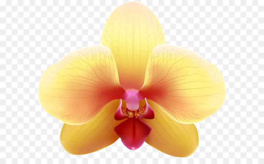 Amarelo，Orquídeas PNG