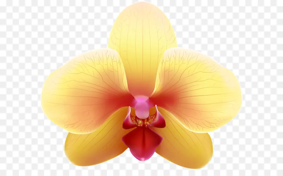 Orquídea，Florescer PNG