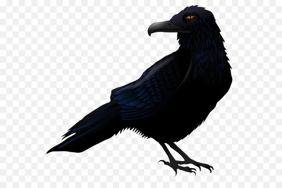 Comum Raven，Aves PNG