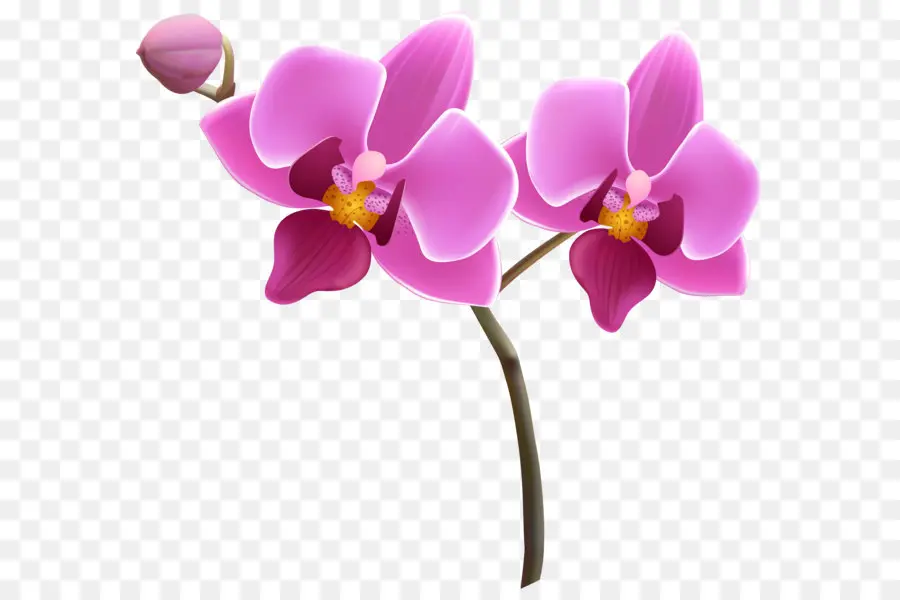 Orquídeas，Flor PNG