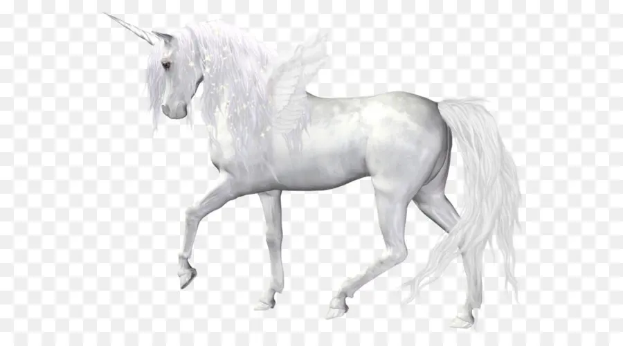 A Preto Unicórnio，Cavalo PNG