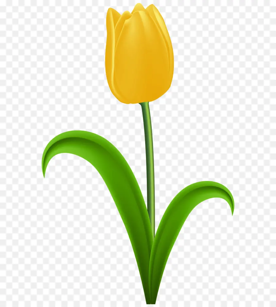 Amarelo，Tulip PNG