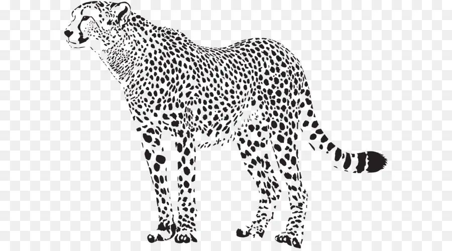 Cheetah，Royalty Livre PNG