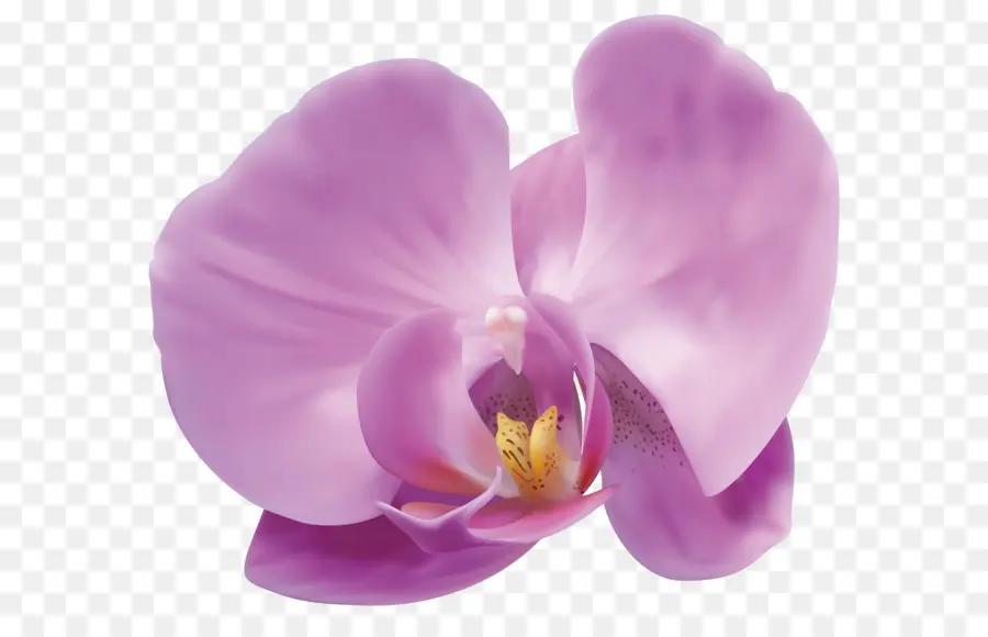 Orquídeas，O Cosmético Instituto Dr Fiebiger PNG