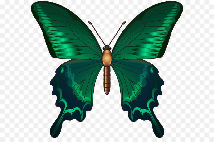 Borboleta，Papilio Paris PNG