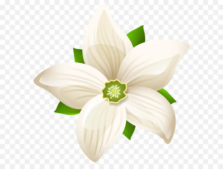 Flor Branca，Folhas Verdes PNG