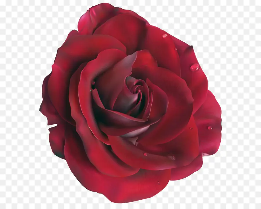 Rosa，Cdr PNG