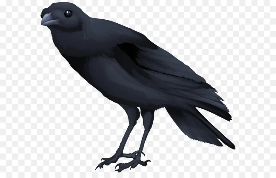 Aves，Os Corvos PNG