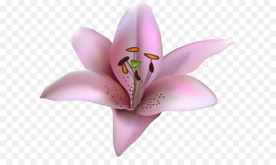 Flor，Lírio Bulbiferum PNG