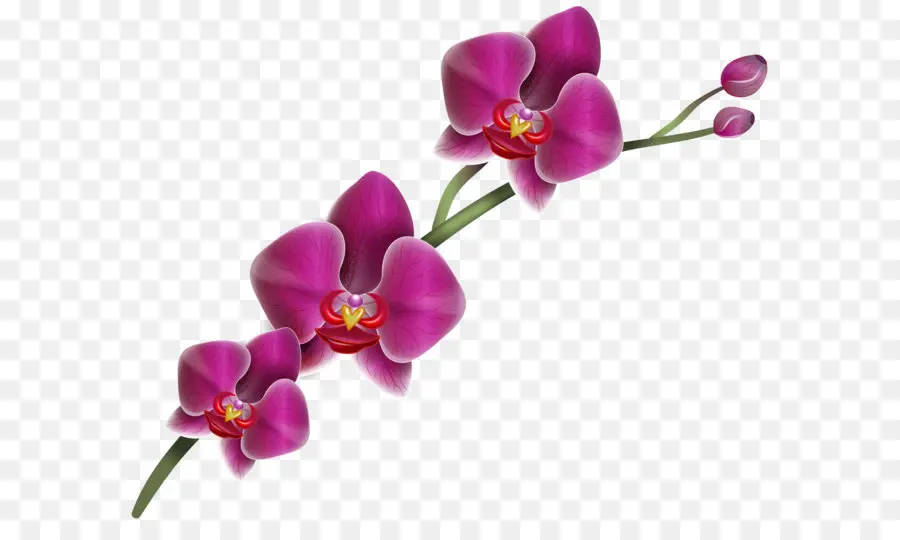 Senhora S Chinelo Orquídeas，Cattleya Orquídeas PNG