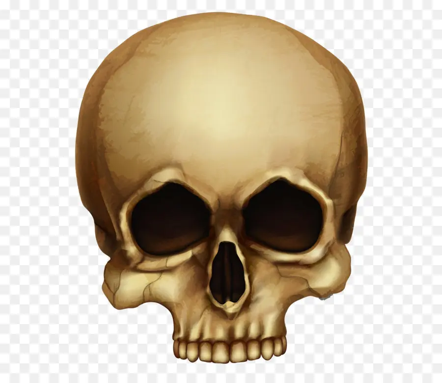 Calavera，Crânio PNG