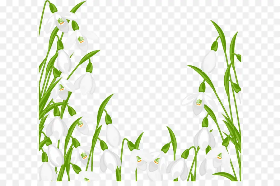 Snowdrop，Flor PNG