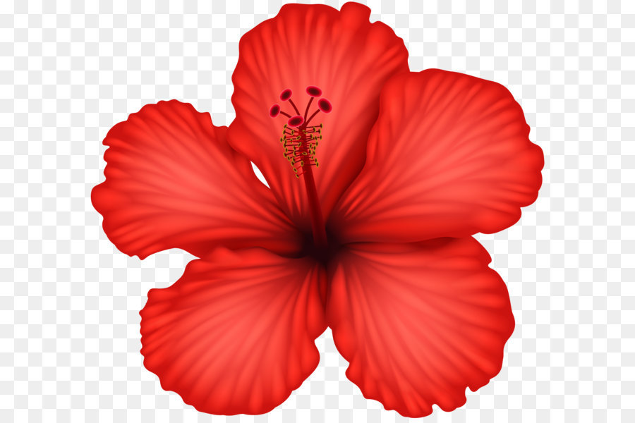 Featured image of post Flor De Hibisco Png / Ilustración de flor de hibisco rojo, flor de hawaii shoeblackplant, hibisco, naranja, tallo de la planta, malvales png.