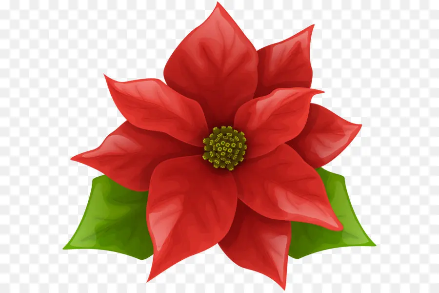 Flor，Poinsettia PNG