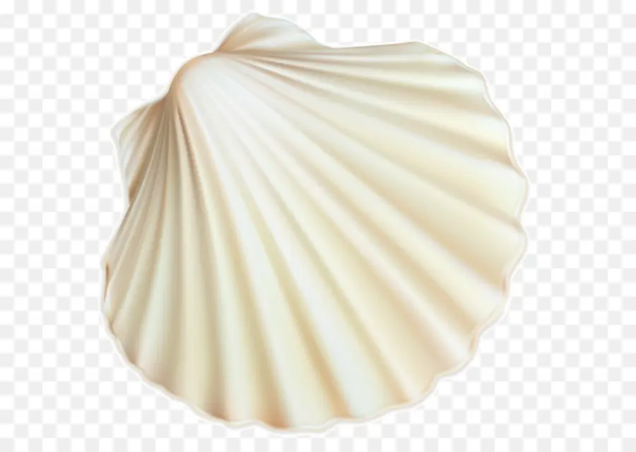 Berbigão，Seashell PNG