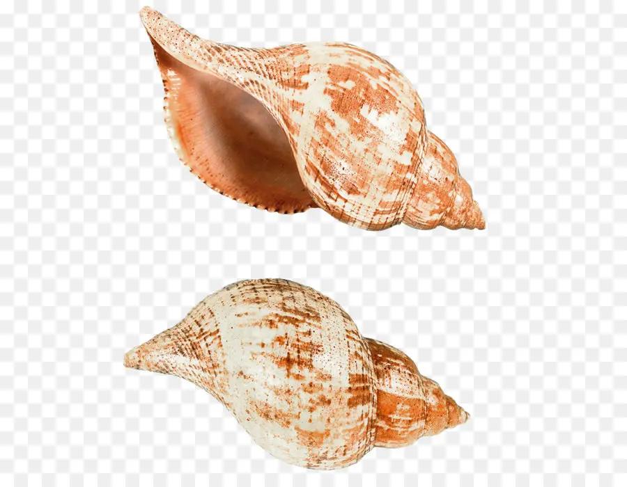 Seashell，Lesma Do Mar PNG