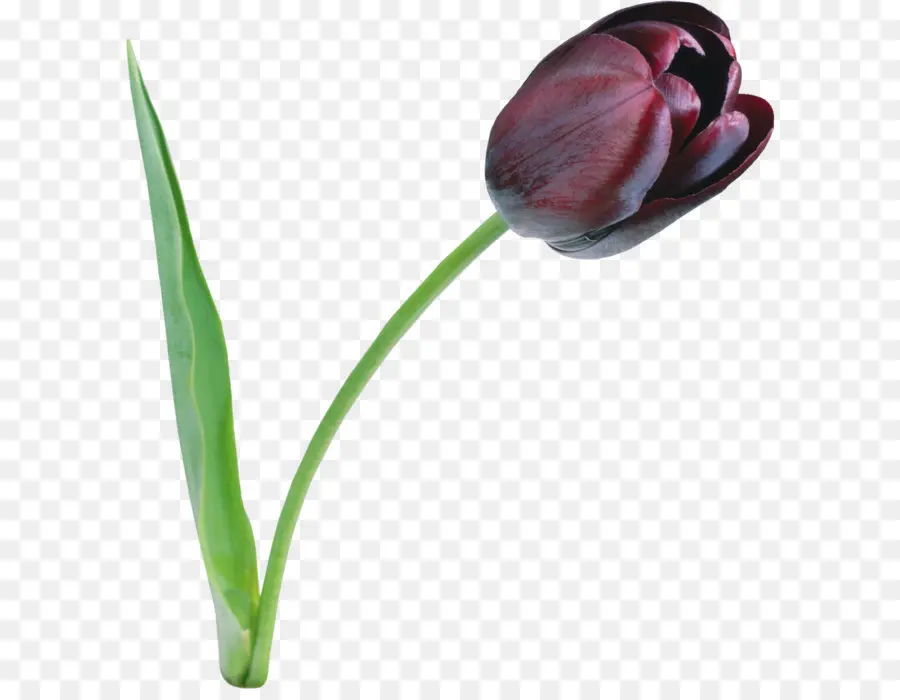 A Preto Tulipa，Tulip PNG
