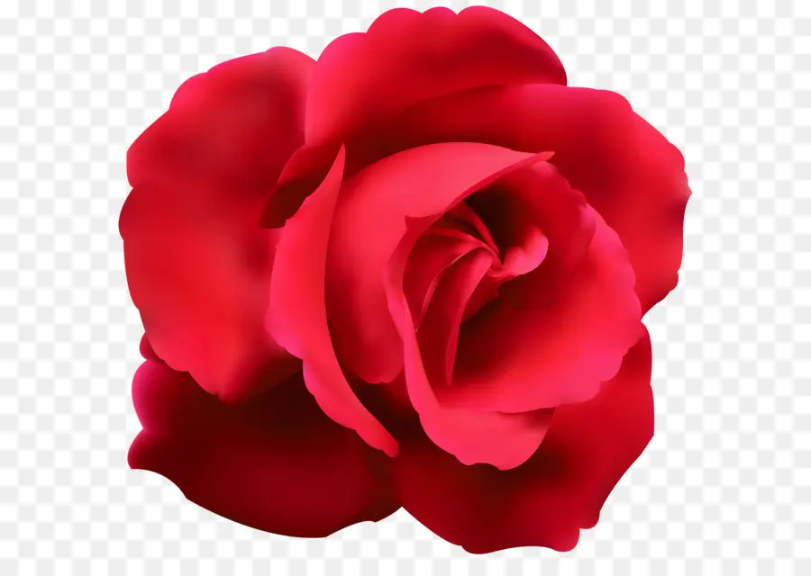 Melhor Rosas，Azul Rosa PNG