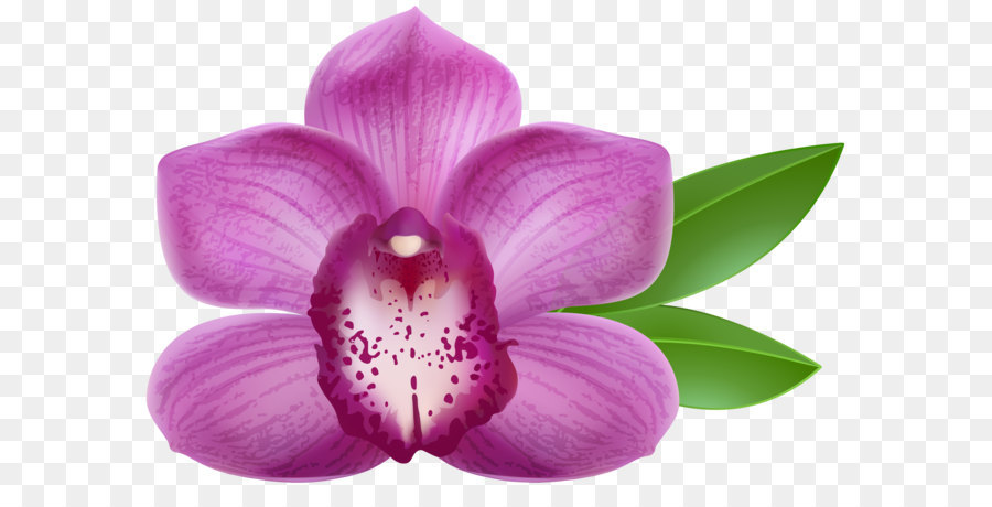 Orquídeas, Arte, Roxo png transparente grátis