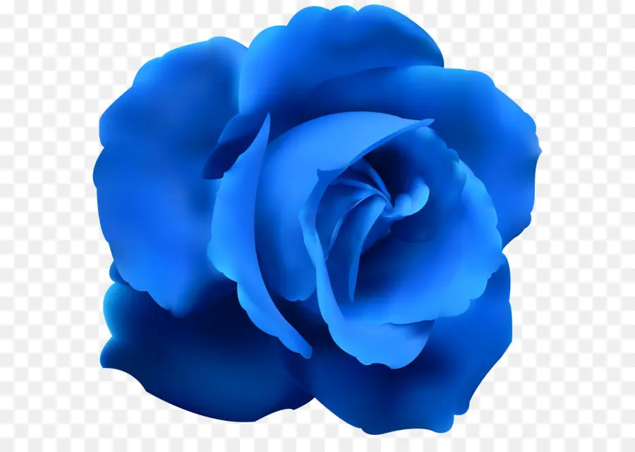 Azul Rosa，Rosa PNG