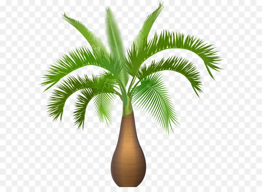 Arecaceae，Coco PNG