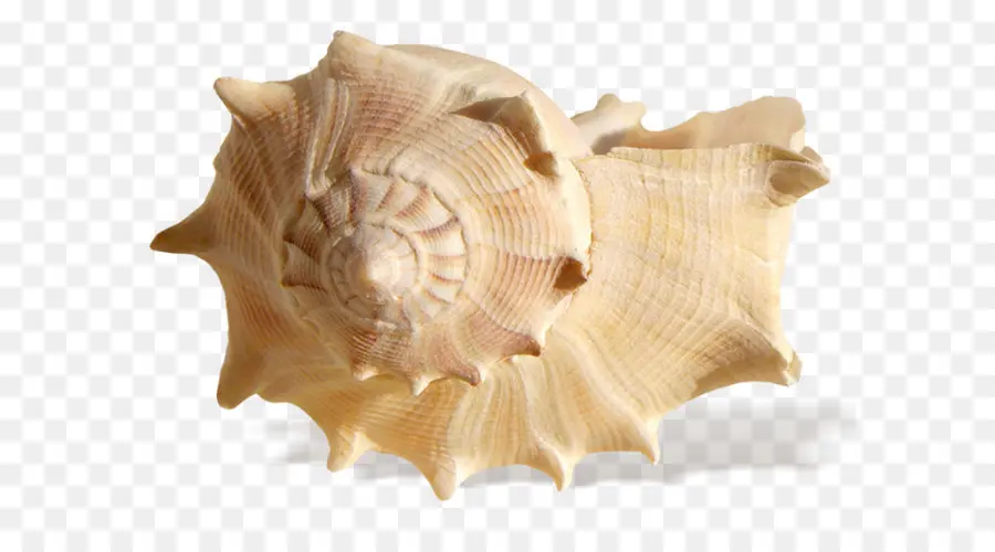 Clam，Seashell PNG
