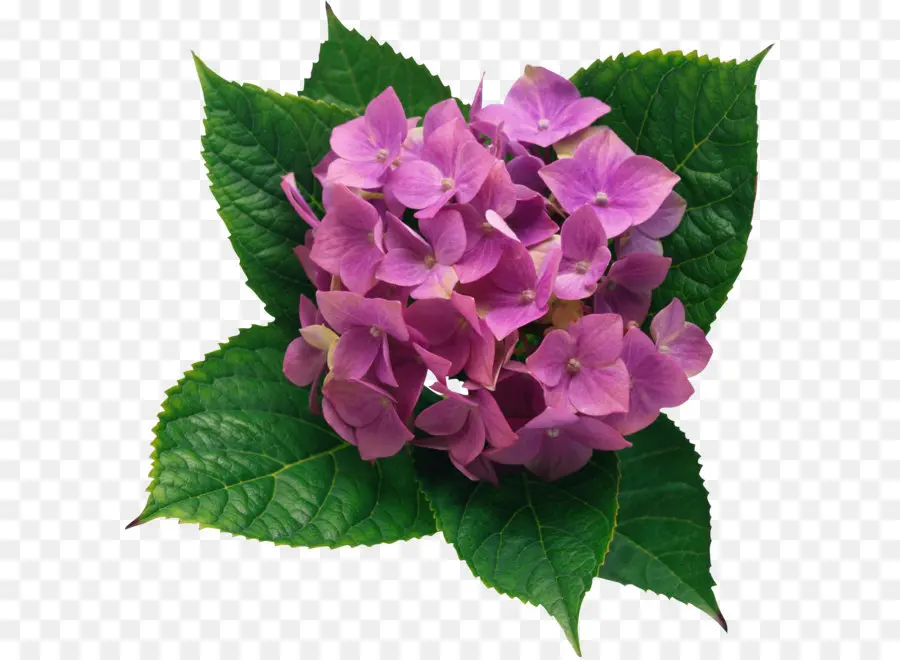 Francês Hortênsia，Hortênsia Involucrata PNG