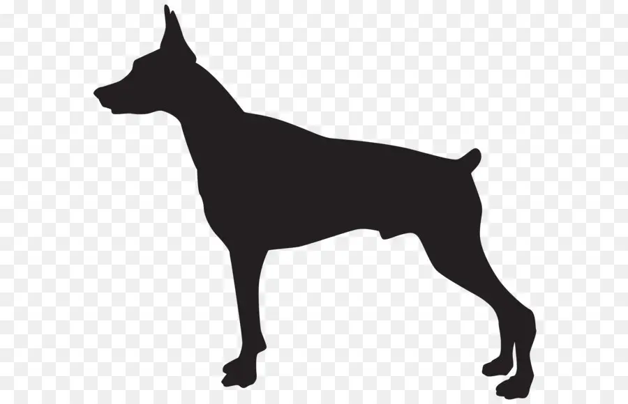 Doberman，Cachorro PNG