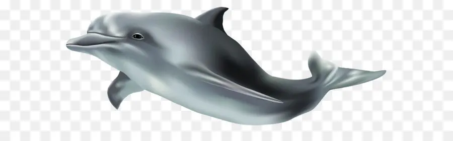 Comum De Garrafa Dolphin，Tucuxi PNG