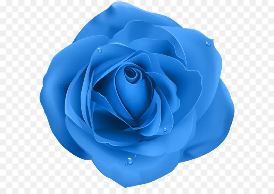 Azul Rosa，Rosa PNG