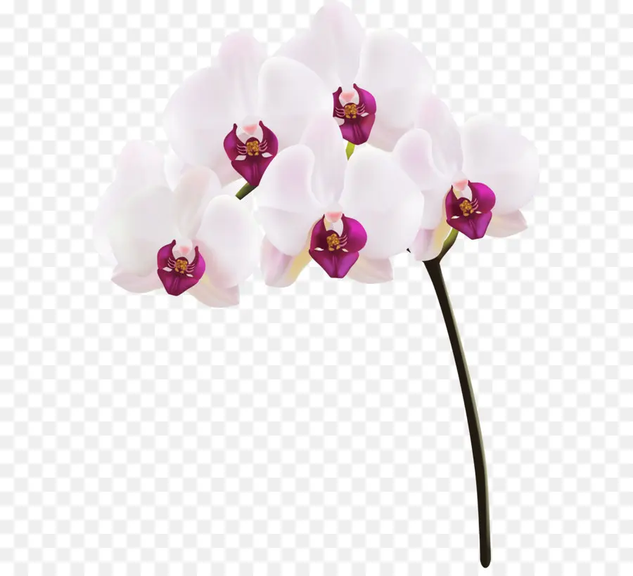 Orquídeas，Roxo PNG