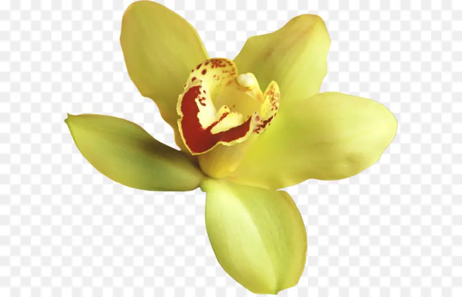 Popular Orquídeas，Orquídeas PNG