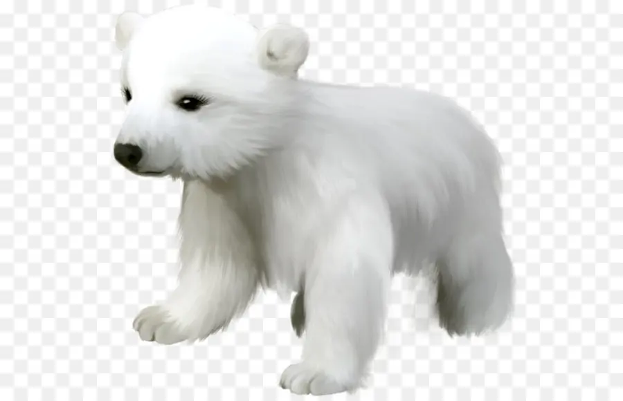 Polar Urso，Urso PNG