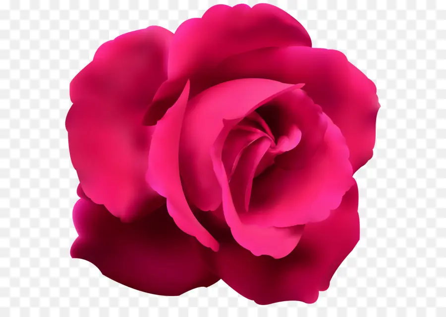 Azul Rosa，Rosa PNG