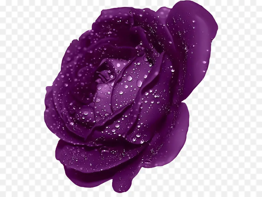 Rosa Roxa，Florescer PNG