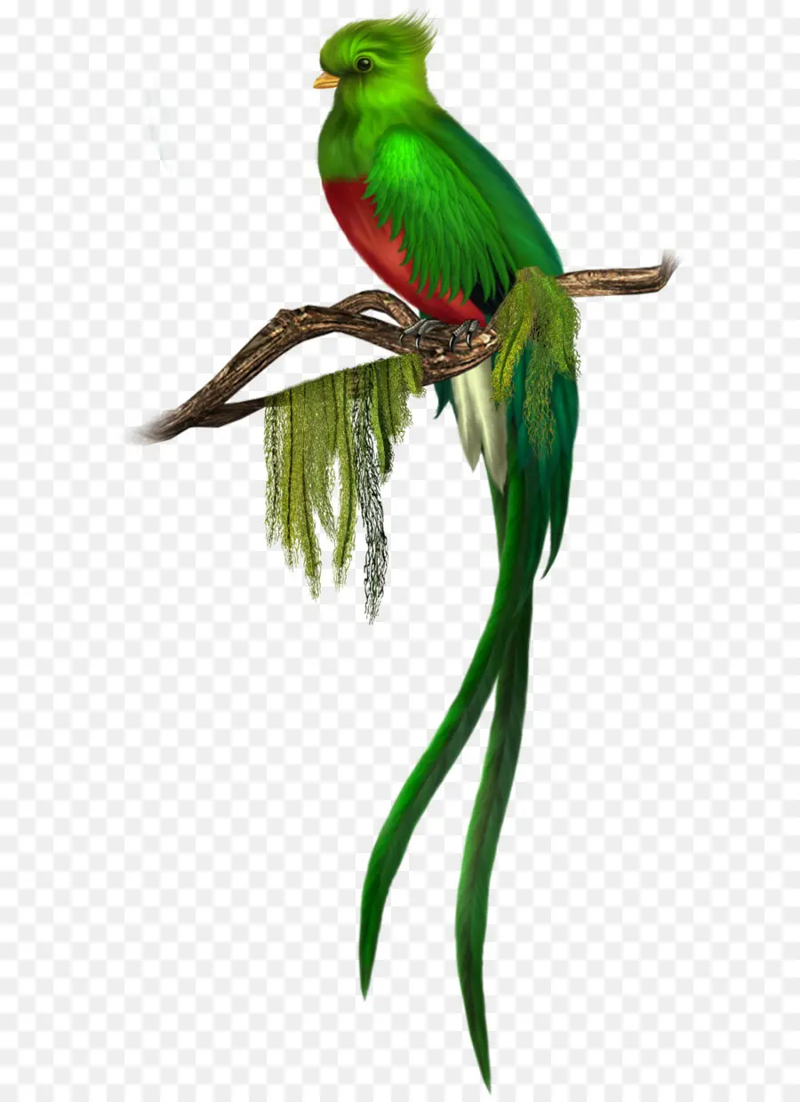 Aves，Guatemala PNG