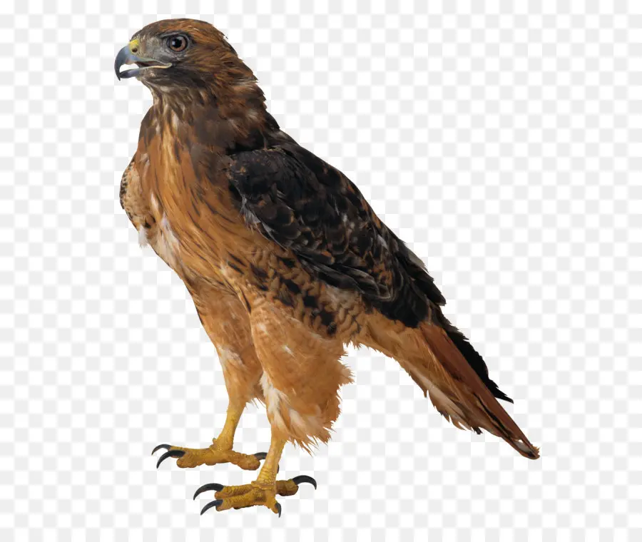 Aves，Careca águia PNG