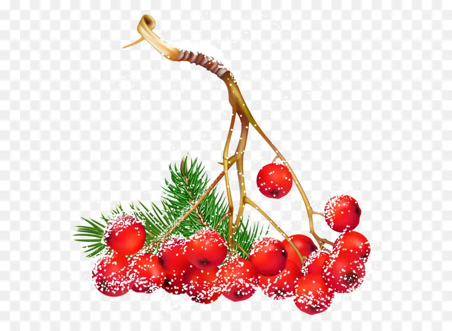 Suco De，Comum Holly PNG