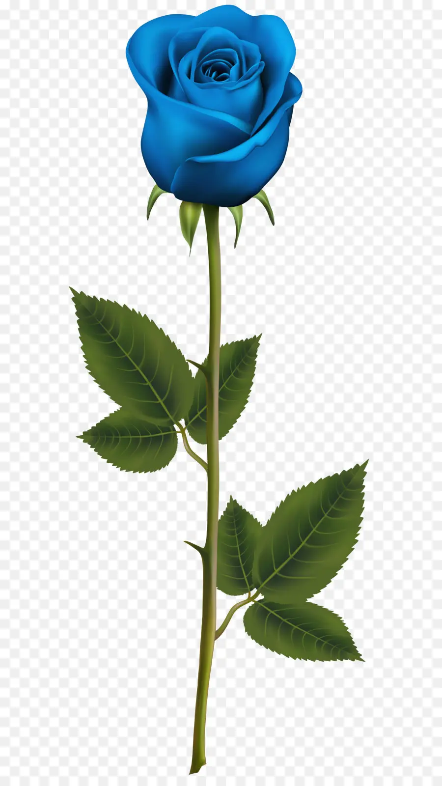 Azul Rosa，Rosa PNG