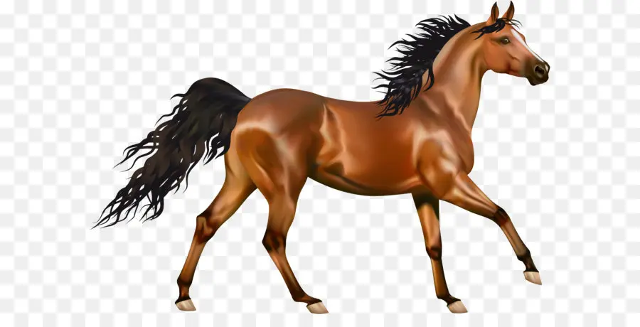 árabe Cavalo，Americana Paint Horse PNG