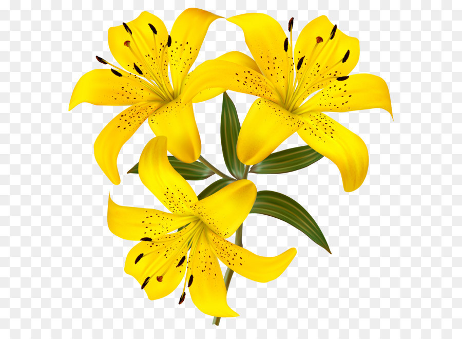 Lírio Branco, Flor, Amarelo png transparente grátis