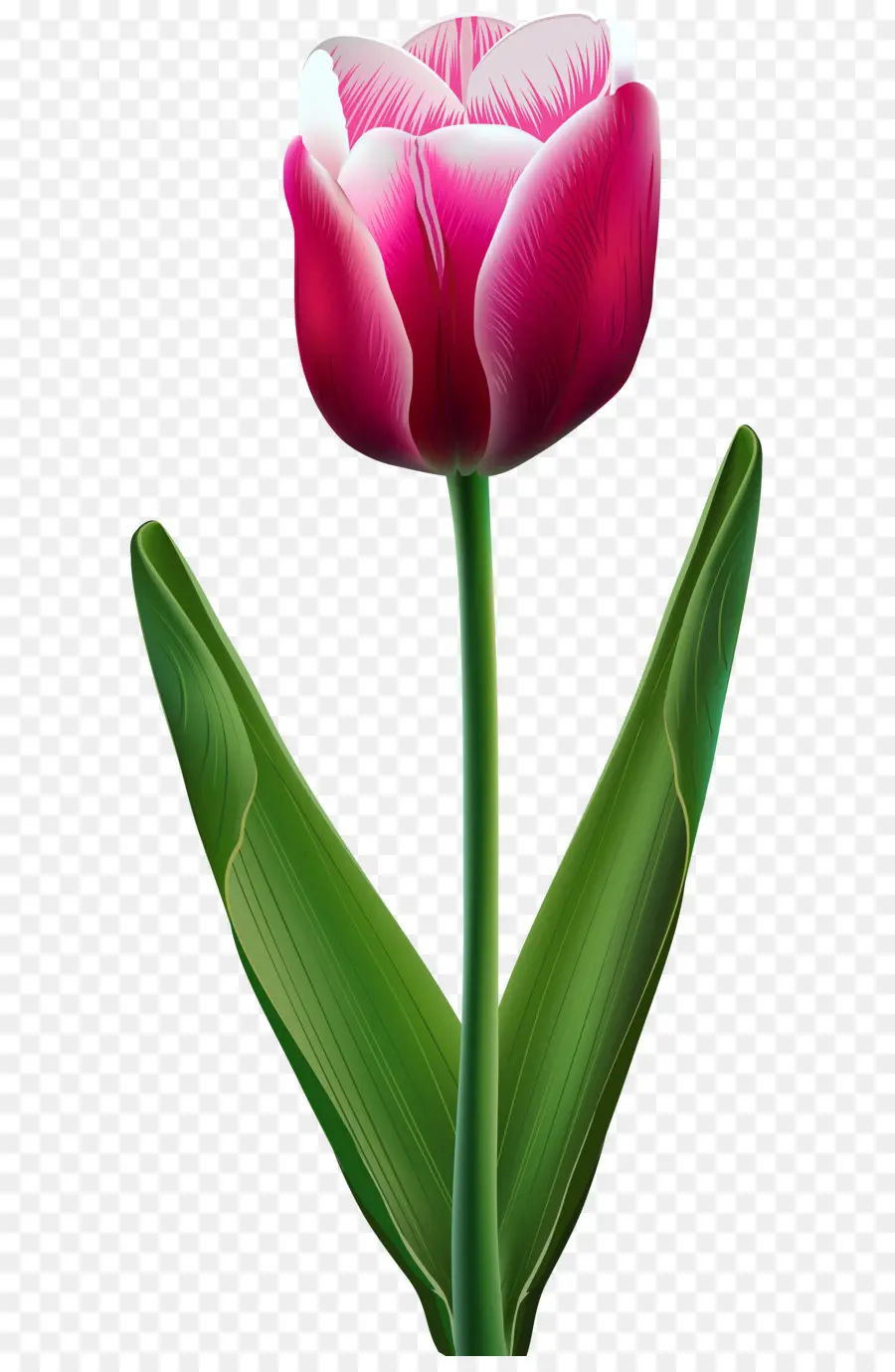 Tulip，Flor PNG