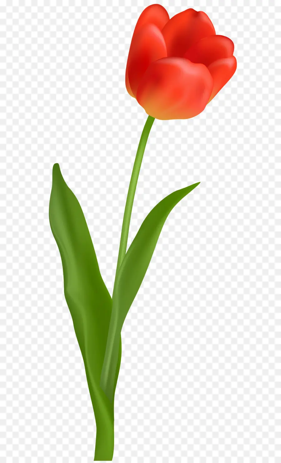 Tulip，Flor PNG