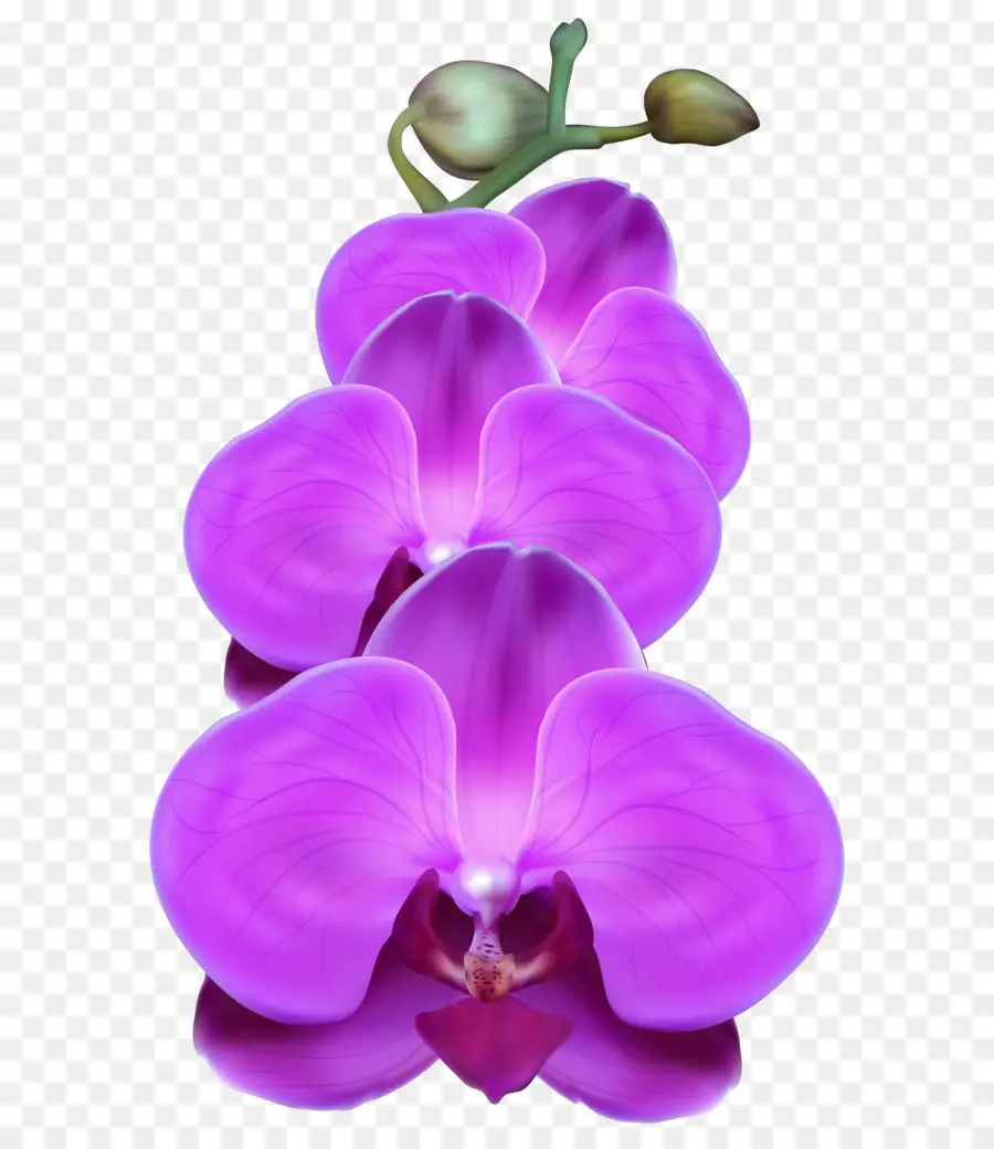 Orquídeas，Flor PNG